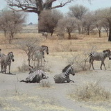 Tarangire - Zebras